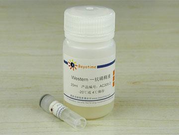 Phospho-CENP-A(Ser7)抗体(兔多抗)